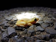 Litoria dentata