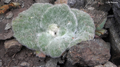 Calceolaria lanigera