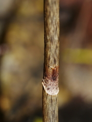 Gastrodia cooperae