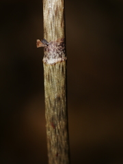 Gastrodia cooperae