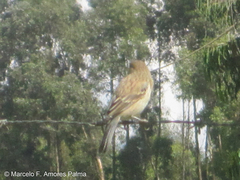Catamenia