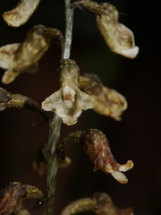 Gastrodia cooperae
