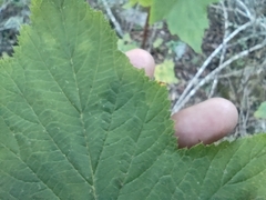 Rubus trilobus