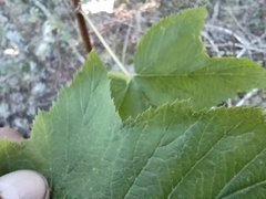 Rubus trilobus