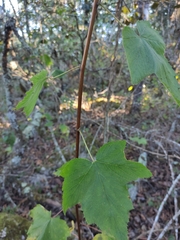 Rubus trilobus
