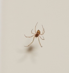 Steatoda triangulosa