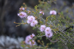 Melaleuca jonesii