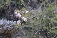 Melaleuca jonesii