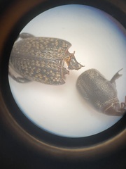 Sphenophorus cicatristriatus