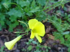 Oxalis pes-caprae
