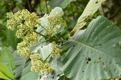 Bathysa australis