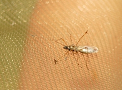 Gampsocoris punctipes