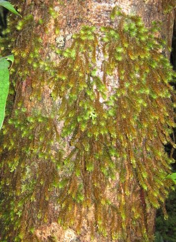 Cyrtopus setosus