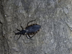 Triatoma patagonica