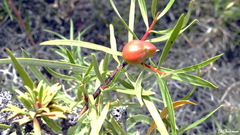 Colliguaja integerrima