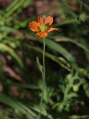 Papaver californicum