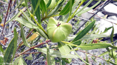 Colliguaja integerrima