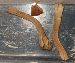 Tubaria romagnesiana