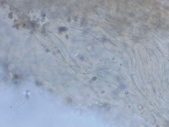 Tubaria romagnesiana