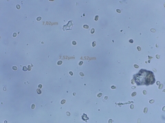 Tubaria romagnesiana