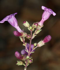 Penstemon patens