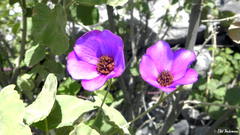 Corynabutilon vitifolium
