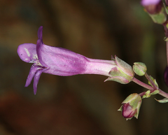 Penstemon patens