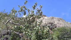 Corynabutilon vitifolium