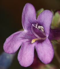 Penstemon patens