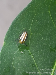 Alpaida rubellula