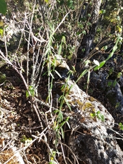 Funastrum heterophyllum