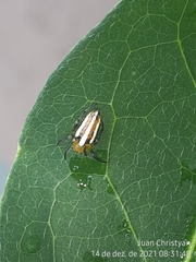 Alpaida rubellula