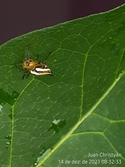 Alpaida rubellula