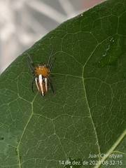 Alpaida rubellula