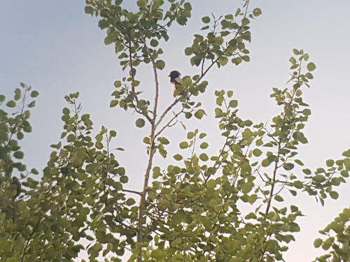 Rosy Starling, 4104 Oberwil, Schweiz, photo 9 of 10