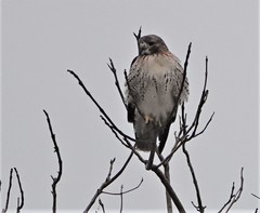 Buteo jamaicensis