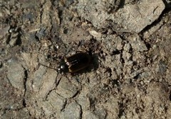 Microtheca ochroloma