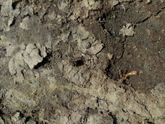 Microtheca ochroloma