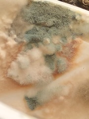 Penicillium roqueforti