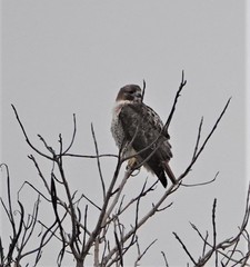 Buteo jamaicensis