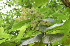 Bathysa australis