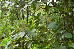 Bathysa australis