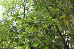 Bathysa australis