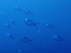 Trachinotus stilbe