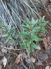 Comarostaphylis polifolia