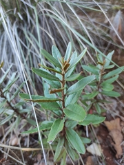 Comarostaphylis polifolia