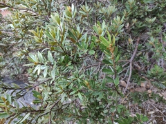 Comarostaphylis polifolia