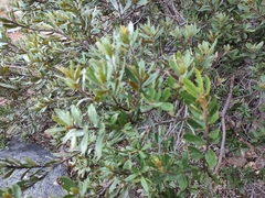 Comarostaphylis polifolia