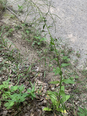 Borodinia canadensis