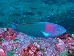 Sunset Wrasse photo 1